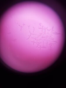 プチアイビスシダ模様 整理2日目 test